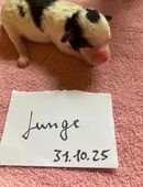 3 Maltipoo Welpen geboren am 31.10.25 geboren suchen liebes zu Hause für immer in 49456