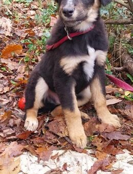 Ushio, sein Blick trifft mitten ins Herz - Philippsburg
