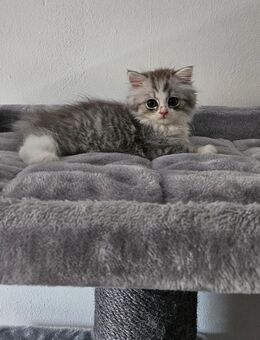 Perser Kitten in Frankfurt am Main - Niederrad - Frankfurt (Main) Niederrad