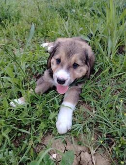 Ari sucht ihre Familie - Berlin