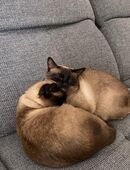 Zwei charmante Siam-Brüder suchen ihr Traumzuhause! in 34134