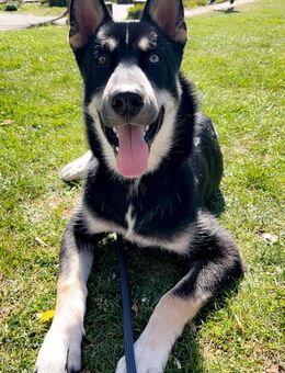 Sibirischer husky Mix schweren Herzens abzugeben - Kaiserslautern Zentrum