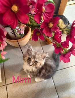 Maincoon Mix Kitten suchen ein liebevollen Dosenöffner zum 26.7.2025 - Breitenfelde