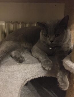 BKH Kater 1.Jahr liebevolles Zuhause gesucht - Bad Säckingen