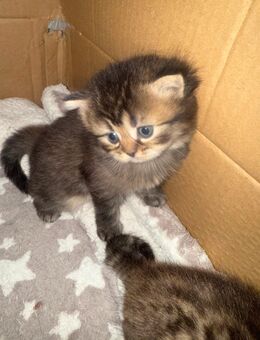 Bkh kitten - Hamburg Harburg