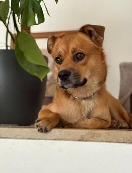 Beru - Zuhause gesucht, Liebe garantiert - Bitterfeld-Wolfen