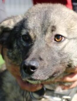 Lottie - kinderliebe Familienhündin - Lohra