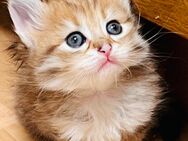 Sibirische Waldkatze Kitten - Altdorf (Bayern)