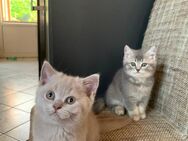 3 Reinrassige Süßen BKH Kitten - Werlte
