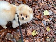 Liebevoller Pomeranien zu verkaufen - Wuppertal