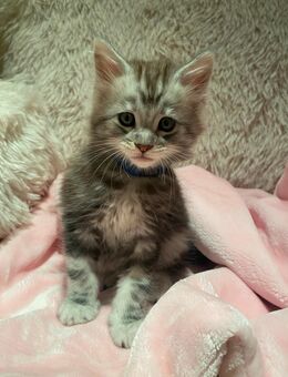 Floyd...Reinrassiges Maine Coon Kitten mit Stammbaum - Bottrop