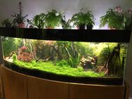 Panoramaaquarium - komplett - 200x60/80x60 - Ratingen