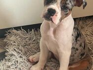 New engl Bulldog, Oeb, english Bulldog - Grimma