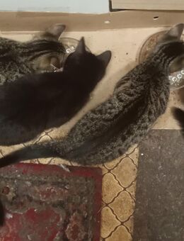 2 der Babys aus dem Mai 2025 möchte ich gern abgeben - Ückeritz