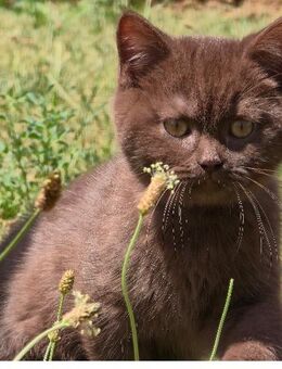 BKH Kitten in chocolate - Wallerstein
