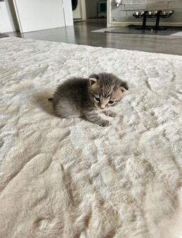 Kater ( BKH-EKH mix ) - Remscheid