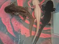 6 Axolotls mit Zubehör! - Schweinfurt
