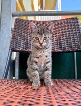 Süße Europäisch Kurzhaar Mix Kitten – 11 Wochen alt 🏡 - Magdeburg