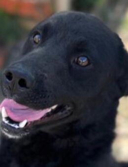 ALLY🩵fröhlicher Wasserfan mit Herz - Hamburg