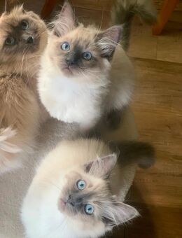 Reinrassige Ragdoll Kitten verschmuste Familienkatzen - Westerburg