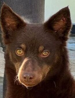 SCHOKI-rehbraune, hübsche Hündin,44 cm - Rösrath