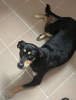 Noelle ist herzensgut und verschmust! - Karben