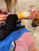 Rhodesian Ridgeback × Boerboel xMalinoi Welpen – an liebevolle Hände abzugeben 🐾 in 45768