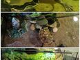 Schildkröte (Wasserschildkröte) mit Aquarium, Wasserfilter und UV-Wärmelampe in 51647