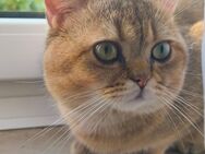 BKH Kater in Bielefeld Brackwede zu verkaufen - Bielefeld Brackwede