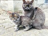 Süße BKH Britisch Kurzhaar American Shorthair Mix Kitten tabby braun - grau Babykatzen Kitten - Groß Umstadt