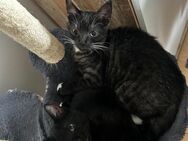 Katzen abzugeben - Warendorf