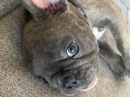 Süsse Französische bulldoggen suchen ein Zuhause - Düren