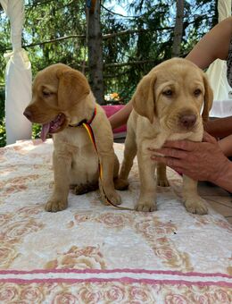 Zwei wunderschöne Labrador-Welpen - Quedlinburg