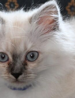 Ragdoll/ Heilige Birma Mix - Dresden