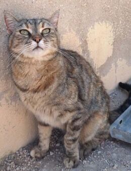 Liebe, zutrauliche Katze Micaela - Karlsruhe