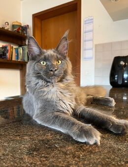 XXL Maine Coon Kitten mit Stammbaum - Wagen