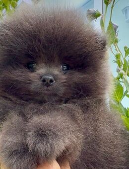 Edle Zwergspitze Pomeranian Welpen mit Stammbaum - Saarlouis Zentrum