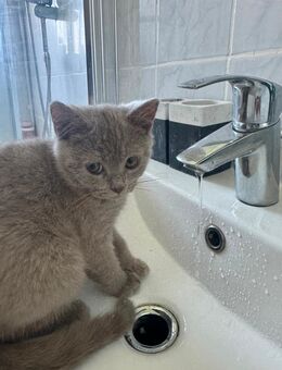Nur noch 1 Bkh kitten sucht liebevolles Zuhause - Berlin