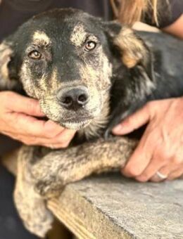 VIRGINIA ~ hübsch und liebesbedürftig - Duisburg