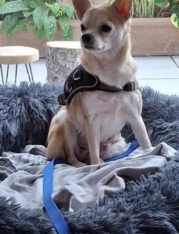 Pufi 7 J. Kleine Chihuahua-Prinzessin - Kassel