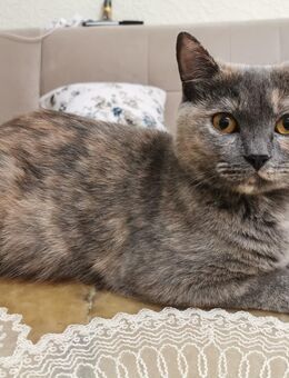 Katze weiblich 18 Monate alt - Kerpen (Kolpingstadt) Zentrum