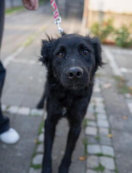 Wirbelwind Gustav - Ellerbek