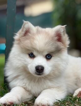 Pomsky F3 Welpen Merle zuverkaufen - Poppenhausen