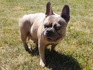 Französische Bulldogge-Mix Welpen suchen ein liebevolles Zuhause - Berlin