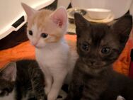 2 kleine Katerchen Kitten Kater in liebevolle Hände abzugeben - Kölleda