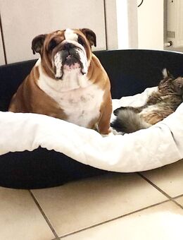 Englische Bulldogge reinrassig - Gütersloh Friedrichsdorf