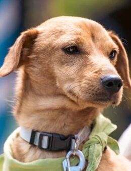 AMIGO - klein und anfangs schüchtern - Seggebruch