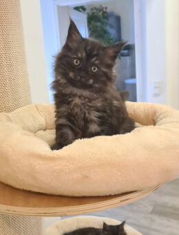 Maine Coon Adrian Black Smoke geimpft entwurmt und Starterpaket - Leipzig