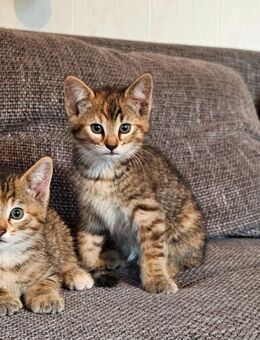 Zwei süße Katzenmädchen abzugeben - Laupheim
