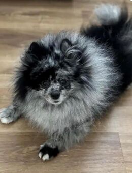 Pomeranian(Kleinspitz) -Deckrüde - Dübendorf